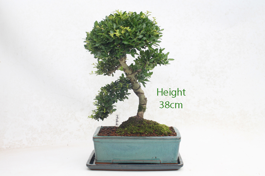Japanese Holly Ilex Flowering Bonsai Tree Number 222 ALL THINGS BONSAI
