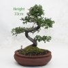Chinese Elm Bonsai Tree Number 313 available to buy online from All Things Bonsai Sheffield Yorkshire with free UK delivery