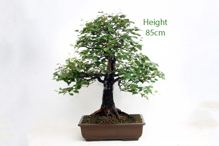 Silver Birch Bonsai Tree ALL THINGS BONSAI