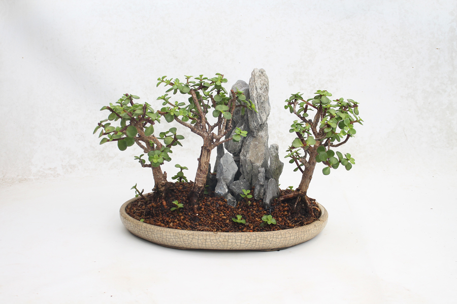 Bonsai Classes & ALL THINGS BONSAI