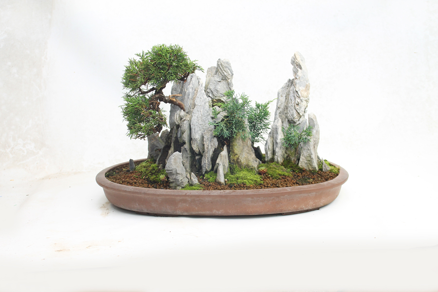 Bonsai Classes & ALL THINGS BONSAI