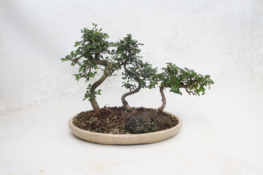 Bonsai Classes & ALL THINGS BONSAI