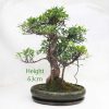 Ficus Bonsai Tree Number 568 available to buy online from All Things Bonsai Sheffield Yorkshire with free UK delivery
