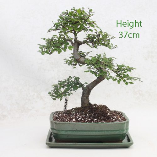 Chinese Elm Bonsai Tree Care Guide ALL THINGS BONSAI
