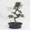 Chinese Elm Bonsai Tree Number 433 available to buy online from All Things Bonsai Sheffield Yorkshire with free UK delivery