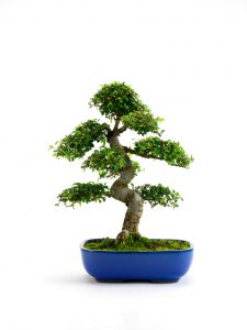 What is a Bonsai Tree?