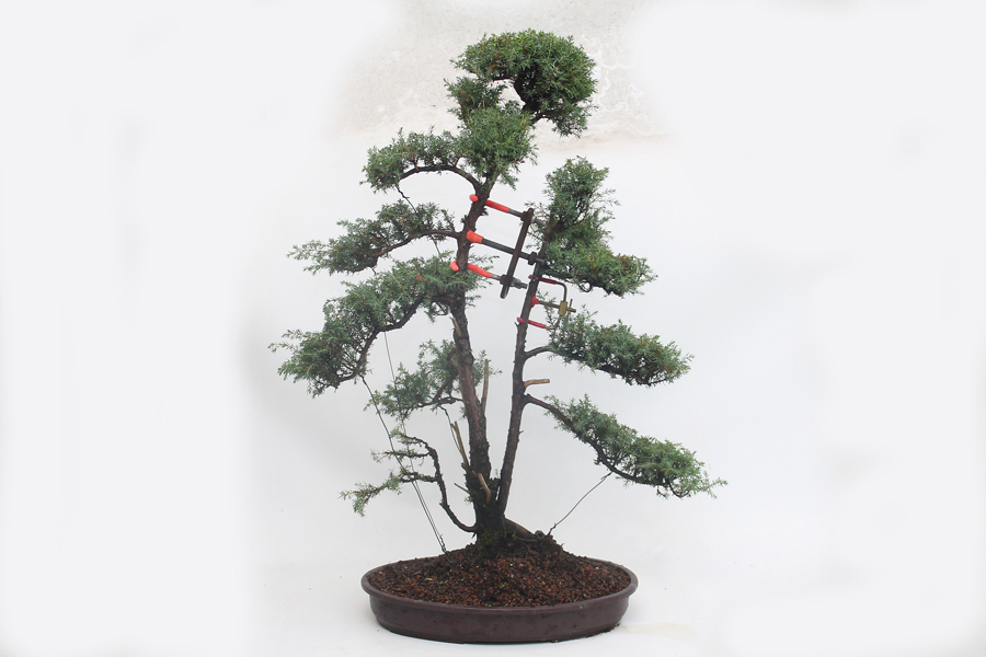 Bonsai Classes & ALL THINGS BONSAI