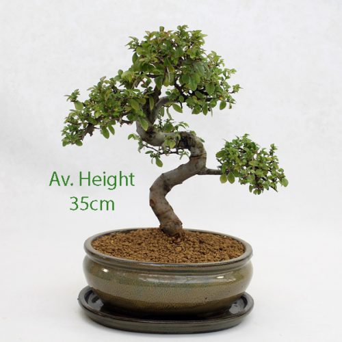 Chinese Elm Bonsai Tree Taupe Oval Pot And Tray available to buy online from All Things Bonsai Sheffield Yorkshire with free UK delivery