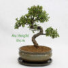 Chinese Elm Bonsai Tree Taupe Oval Pot And Tray available to buy online from All Things Bonsai Sheffield Yorkshire with free UK delivery