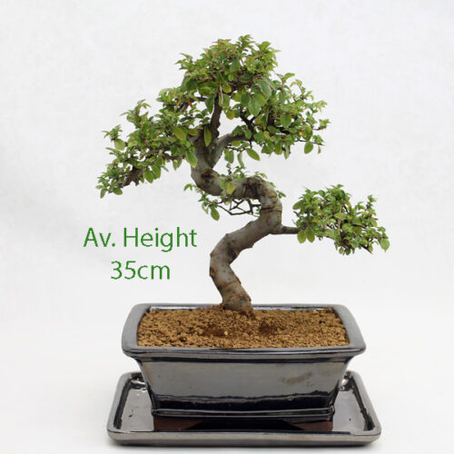 Chinese Elm Bonsai Tree Black Rectangle Pot And Tray available to buy online from All Things Bonsai Sheffield Yorkshire with free UK delivery