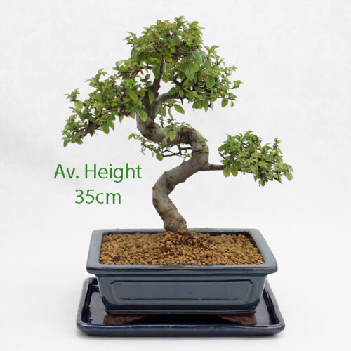 Chinese Elm Bonsai Tree Blue Rectangular Pot And Tray available to buy online from All Things Bonsai Sheffield Yorkshire with free UK delivery