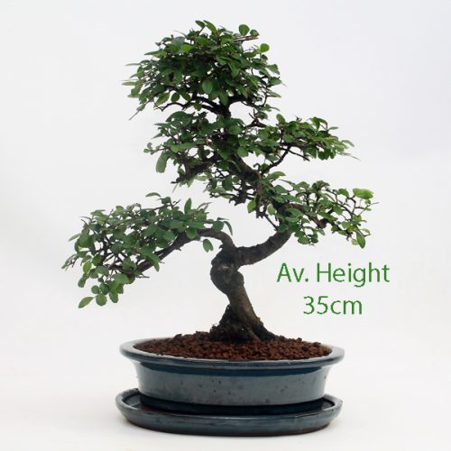 Chinese Elm Bonsai Tree Blue Oval Pot And Tray for sale online with free UK delivery from All Things Bonsai Sheffield Yorkshire