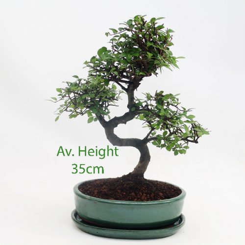 Chinese Elm Bonsai Tree Green Oval Pot And Tray available to buy online from All Things Bonsai Sheffield Yorkshire with free UK delivery
