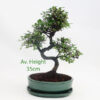 Chinese Elm Bonsai Tree Green Oval Pot And Tray available to buy online from All Things Bonsai Sheffield Yorkshire with free UK delivery