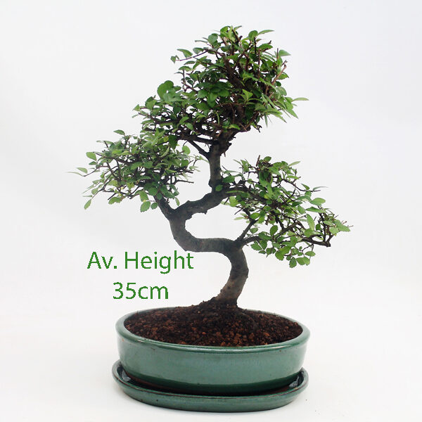 Chinese Elm Bonsai Tree Green Oval Pot And Tray available to buy online from All Things Bonsai Sheffield Yorkshire with free UK delivery