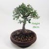 Broom Style Elm Bonsai Tree Number 544 available to buy online from All Things Bonsai Sheffield Yorkshire with free UK delivery