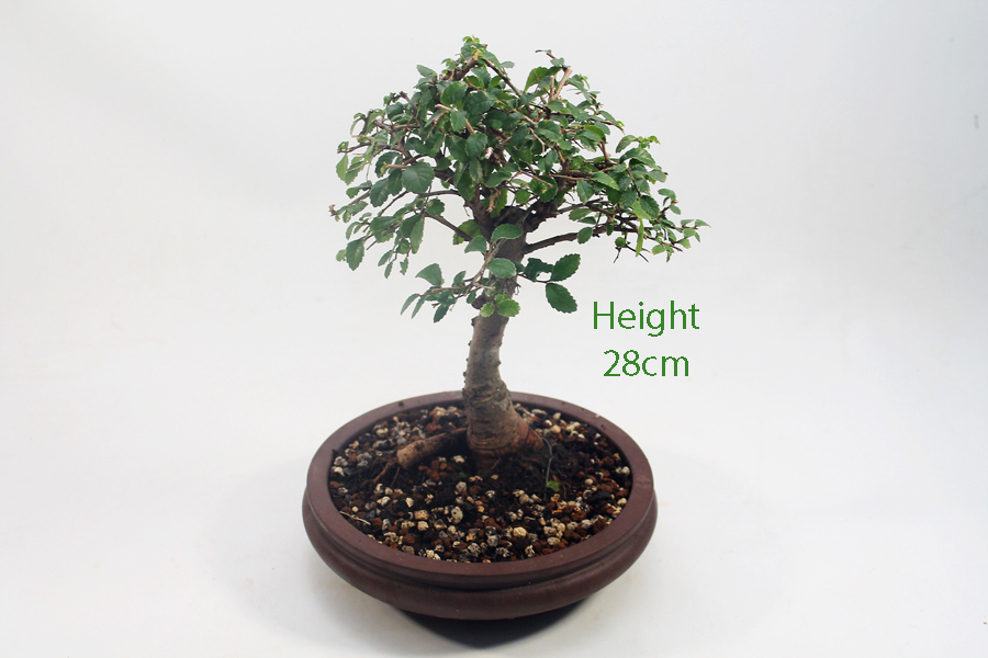 Broom Style Elm Bonsai Tree Number 544 available to buy online from All Things Bonsai Sheffield Yorkshire with free UK delivery