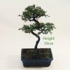 Chinese Elm Bonsai Tree Number 525 available to buy online from All Things Bonsai Sheffield Yorkshire with free UK delivery