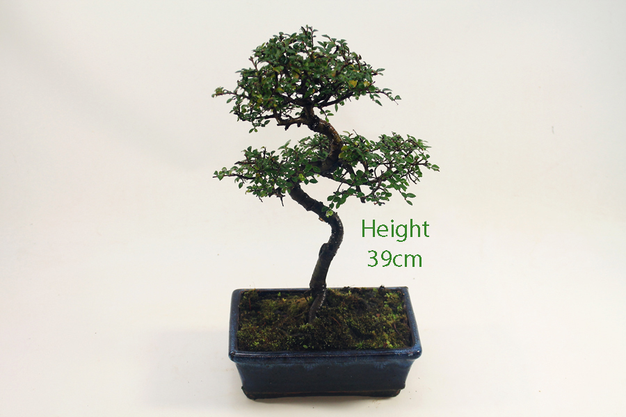 Chinese Elm Bonsai Tree Number 525 available to buy online from All Things Bonsai Sheffield Yorkshire with free UK delivery