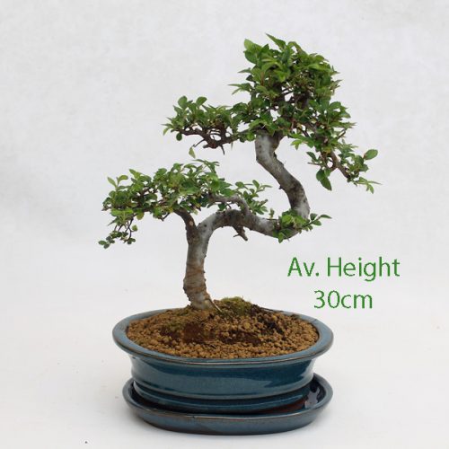 Small Elm Bonsai Tree Blue Oval Pot And Tray available to buy online from All Things Bonsai Sheffield Yorkshire with free UK delivery