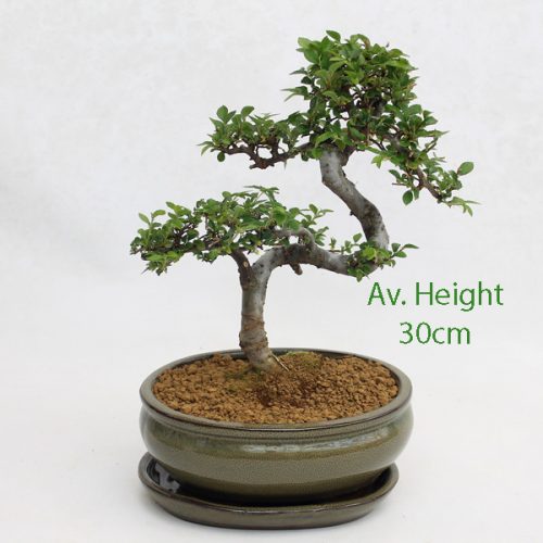 Small Elm Bonsai Tree Taupe Oval Pot And Tray available to buy online from All Things Bonsai Sheffield Yorkshire with free UK delivery