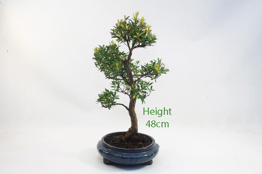 Syzygium Flowering Bonsai Tree Number 227 ALL THINGS BONSAI