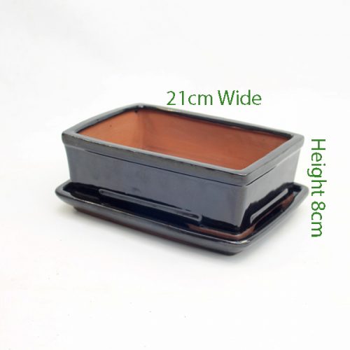8 Inch Glazed Bonsai Pot With Matching Tray Black Rectangle 2 available to buy online from All Things Bonsai Sheffield Yorkshire with free UK delivery