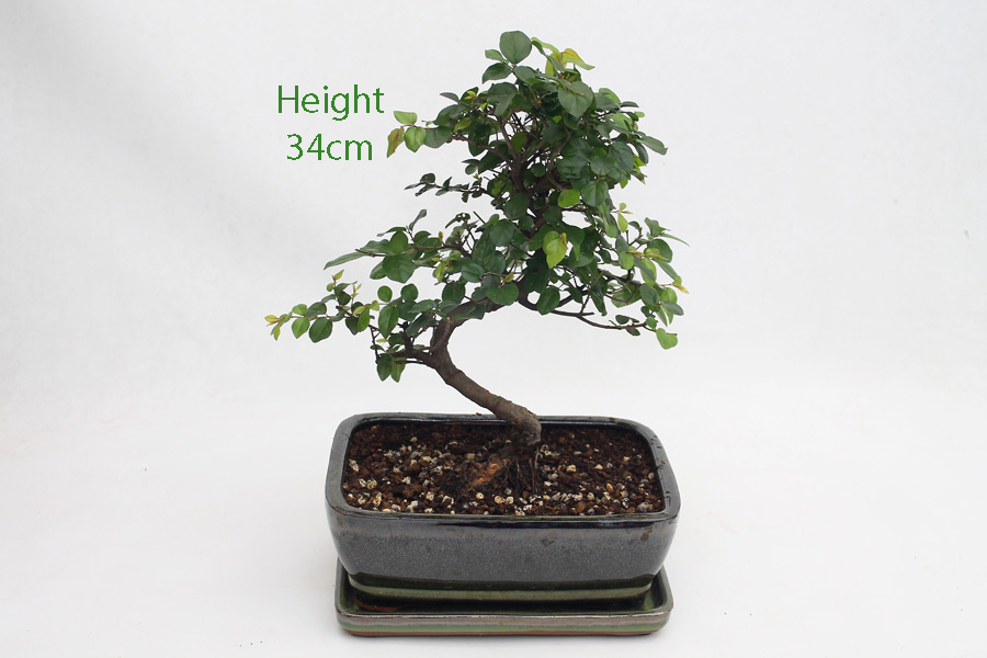 Sageretia Bonsai Tree Number 440 ALL THINGS BONSAI