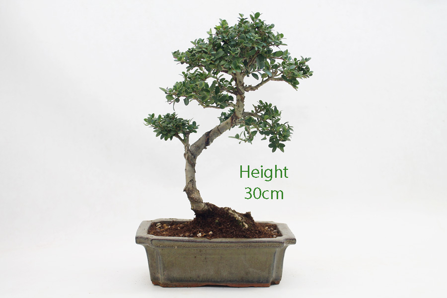 Japanese Holly Ilex Flowering Bonsai Tree Number 479 ALL THINGS BONSAI