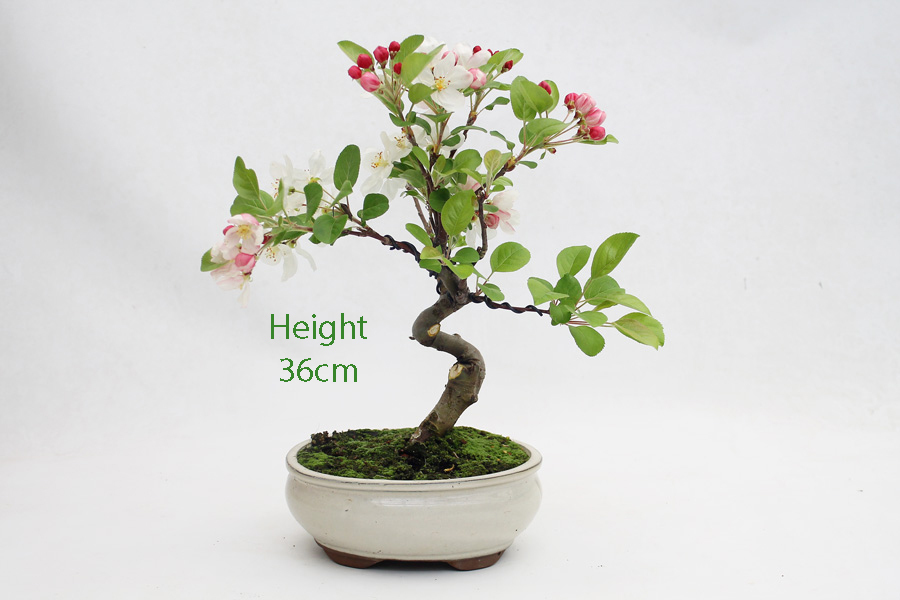 Crab Apple Flowering Bonsai Tree Malus Number 422 ALL THINGS BONSAI