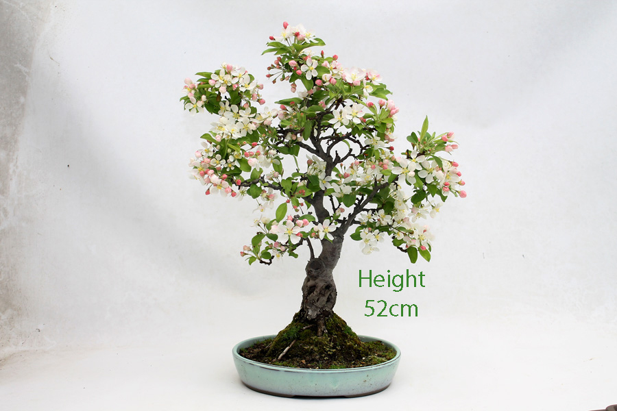 Crab Apple Flowering Bonsai Tree Malus Number 326 ALL THINGS BONSAI