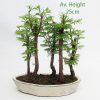 Dawn Redwood Bonsai 5 Tree Small Group Metasequoia available to buy online from All Things Bonsai Sheffield Yorkshire with free UK delivery