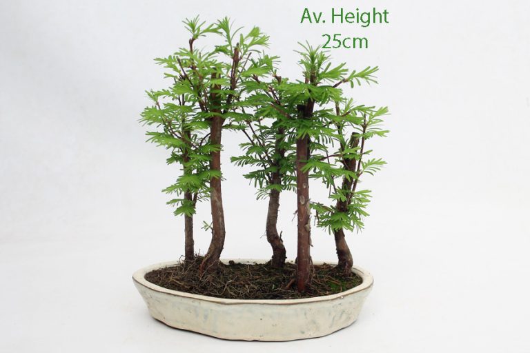 Dawn Redwood (Metasequoia) Bonsai Tree | Shaped | In 15cm Pot