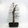 Celtis Hackberry Bonsai Tree Number 748 available to buy from All Things Bonsai Sheffield Yorkshire UK