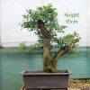 Hawthorn Bonsai Tree Twin Trunk Part Trained available to buy from All Things Bonsai Sheffield Yorkshire UK