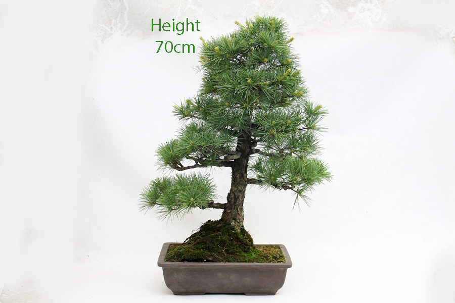Japanese White Pine Bonsai Tree Number 564 All Things Bonsai