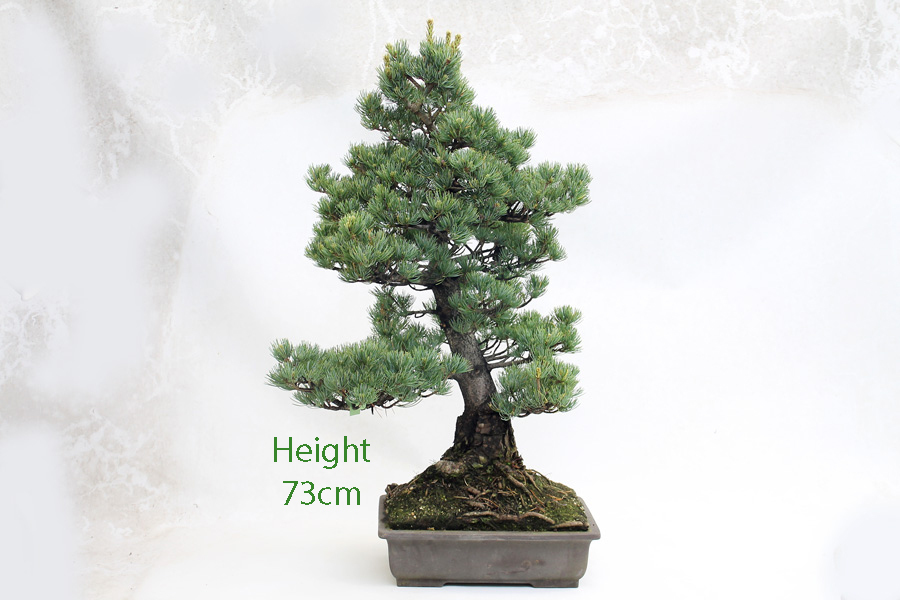 Japanese White Pine Bonsai Tree Number 658 ALL THINGS BONSAI
