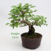 Premna Japonica Musk Maple Bonsai Tree Number 338 available to buy online from All Things Bonsai Sheffield Yorkshire with free UK delivery