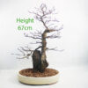Beech On Rock Bonsai Tree Number 334P