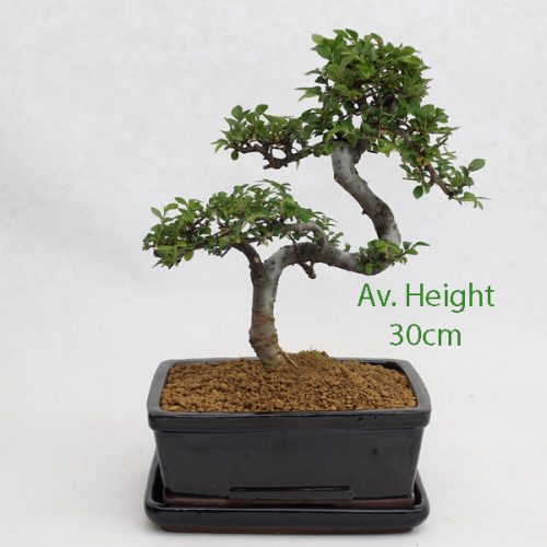 Small Elm Bonsai Tree Black Rectangular Pot And Tray Style 2 available to buy online from All Things Bonsai Sheffield Yorkshire with free UK delivery