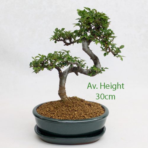 Small Elm Bonsai Tree Green Oval Pot And Tray available to buy online from All Things Bonsai Sheffield Yorkshire with free UK delivery