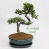 Small Elm Bonsai Tree Green Oval Pot And Tray available to buy online from All Things Bonsai Sheffield Yorkshire with free UK delivery