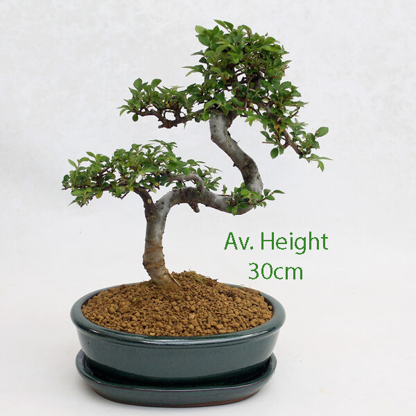 Small Elm Bonsai Tree Green Oval Pot And Tray available to buy online from All Things Bonsai Sheffield Yorkshire with free UK delivery