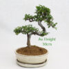 Small Elm Bonsai Tree Cream Oval Pot And Tray available to buy online from All Things Bonsai Sheffield Yorkshire with free UK delivery