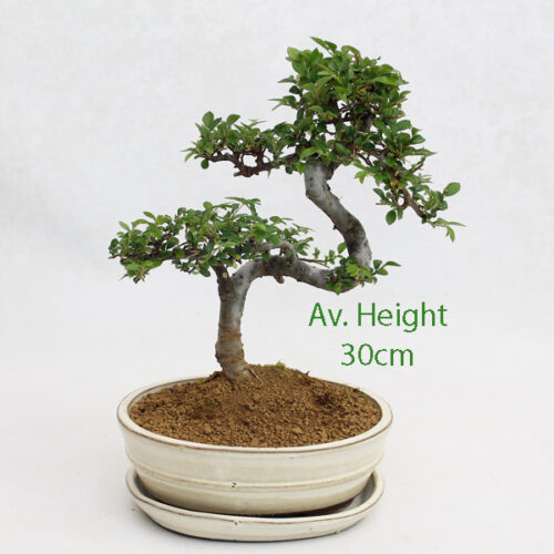 Small Elm Bonsai Tree Cream Oval Pot And Tray available to buy online from All Things Bonsai Sheffield Yorkshire with free UK delivery
