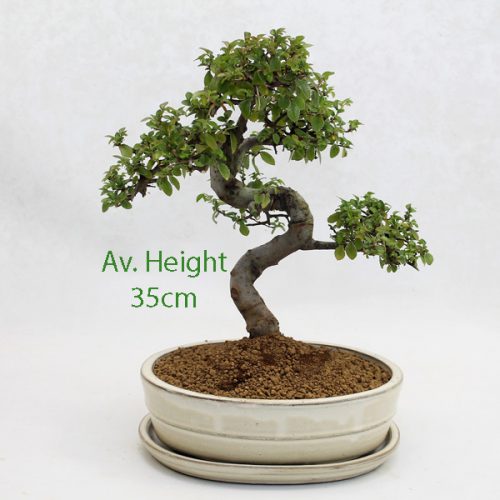 Chinese Elm Bonsai Tree Cream Oval Pot And Tray available to buy online from All Things Bonsai Sheffield Yorkshire with free UK delivery