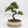 Chinese Elm Bonsai Tree Cream Oval Pot And Tray available to buy online from All Things Bonsai Sheffield Yorkshire with free UK delivery