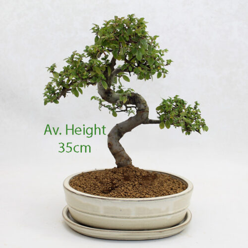 Chinese Elm Bonsai Tree Cream Oval Pot And Tray available to buy online from All Things Bonsai Sheffield Yorkshire with free UK delivery