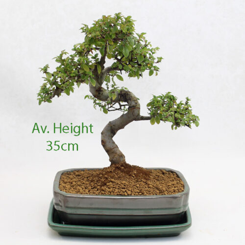 Chinese Elm Bonsai Tree Green Rectangular Pot And Tray available to buy online from All Things Bonsai Sheffield Yorkshire with free UK delivery