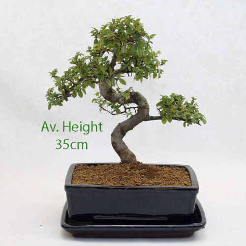 Chinese Elm Bonsai Tree Black Rectangular Pot And Tray Style 2 available to buy online from All Things Bonsai Sheffield Yorkshire with free UK delivery